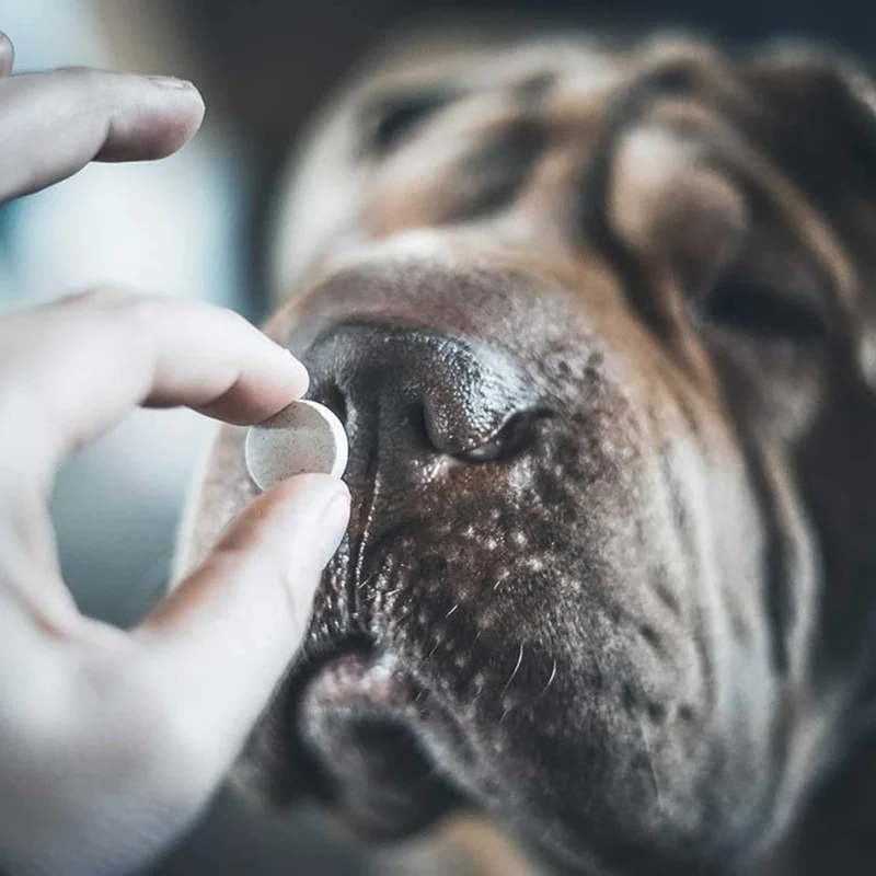 VerZen pour Chien et Chat x30 comprimés