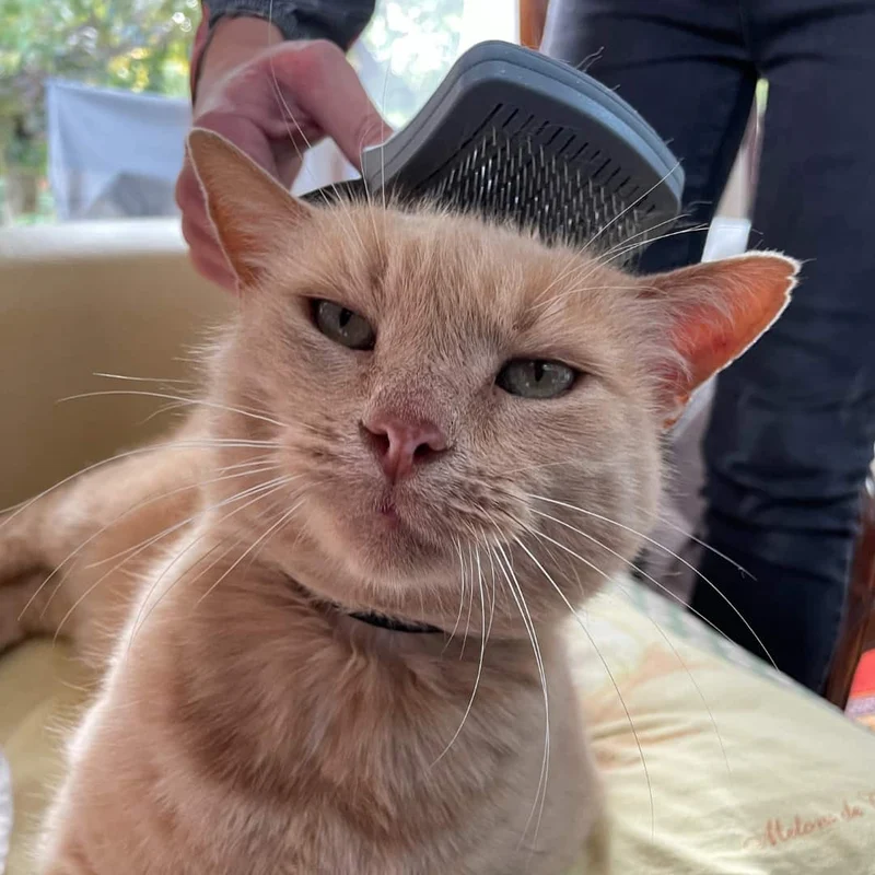 Brosse Carde Rétractable Autonettoyante pour Chat