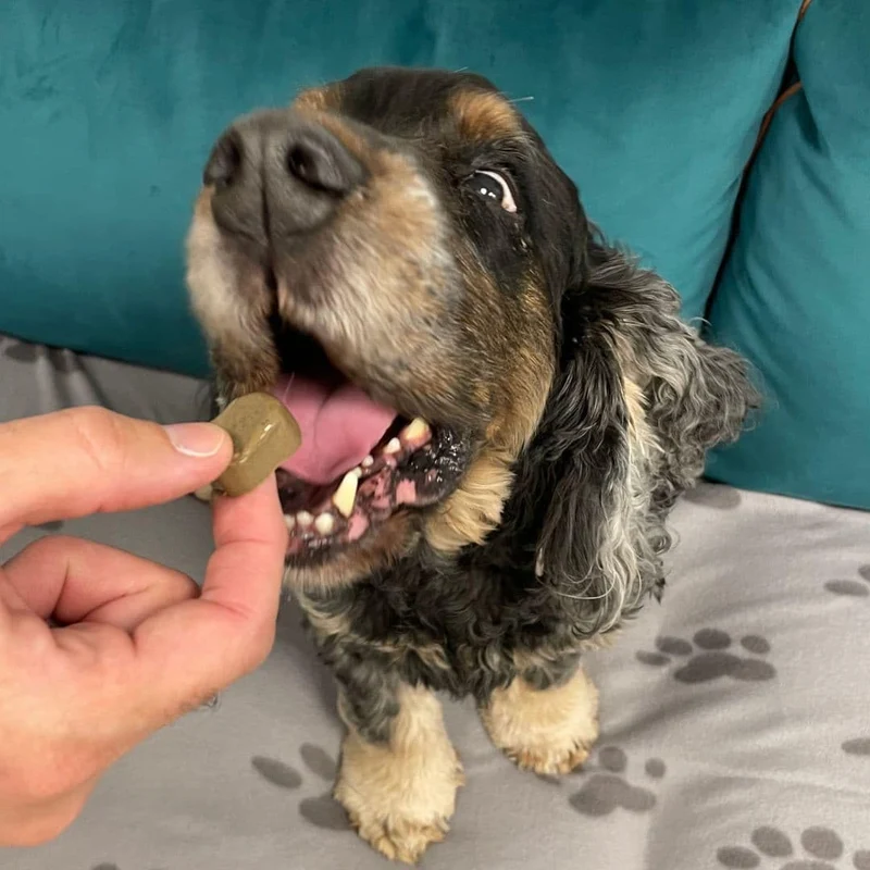 VERZEN 24 Bouchées pour Chien +10KG