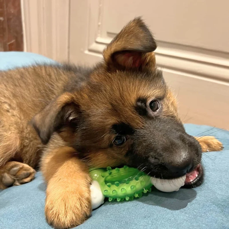 Os Dentaire Anti-Tartre pour Chien