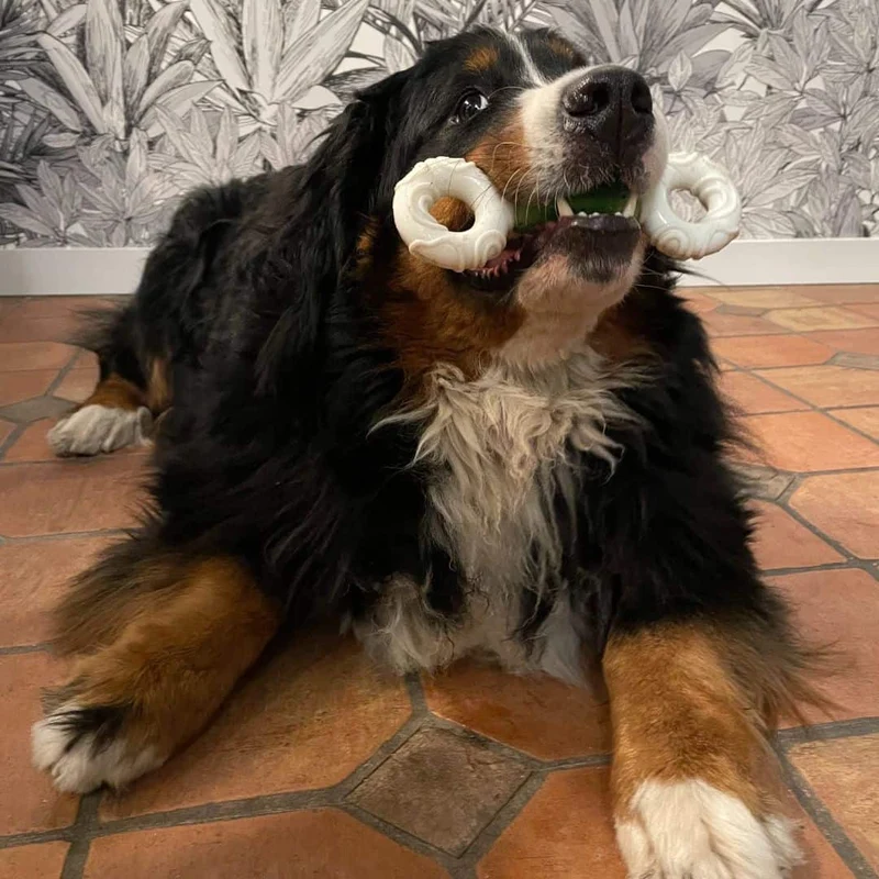 Os Dentaire Anti-Tartre pour Chien