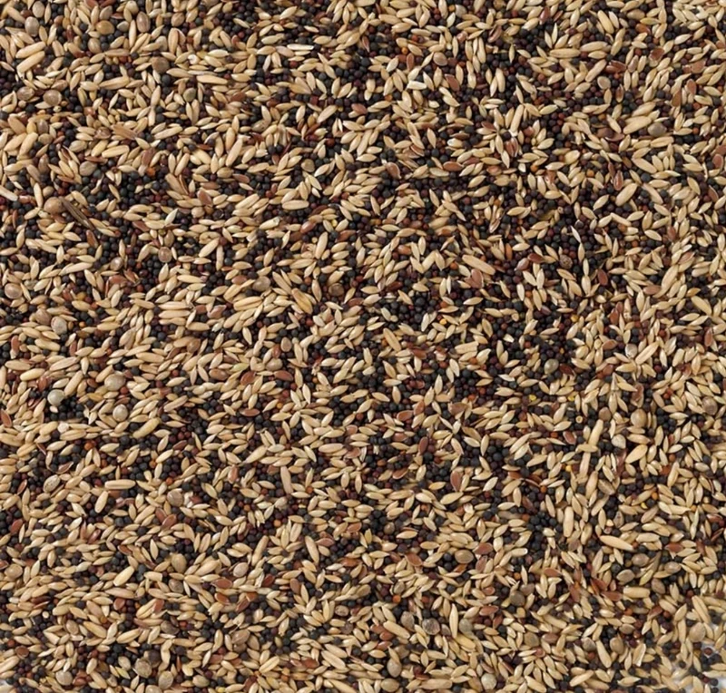 Canari standard - 1 kg non pilé - Nourriture pour oiseaux