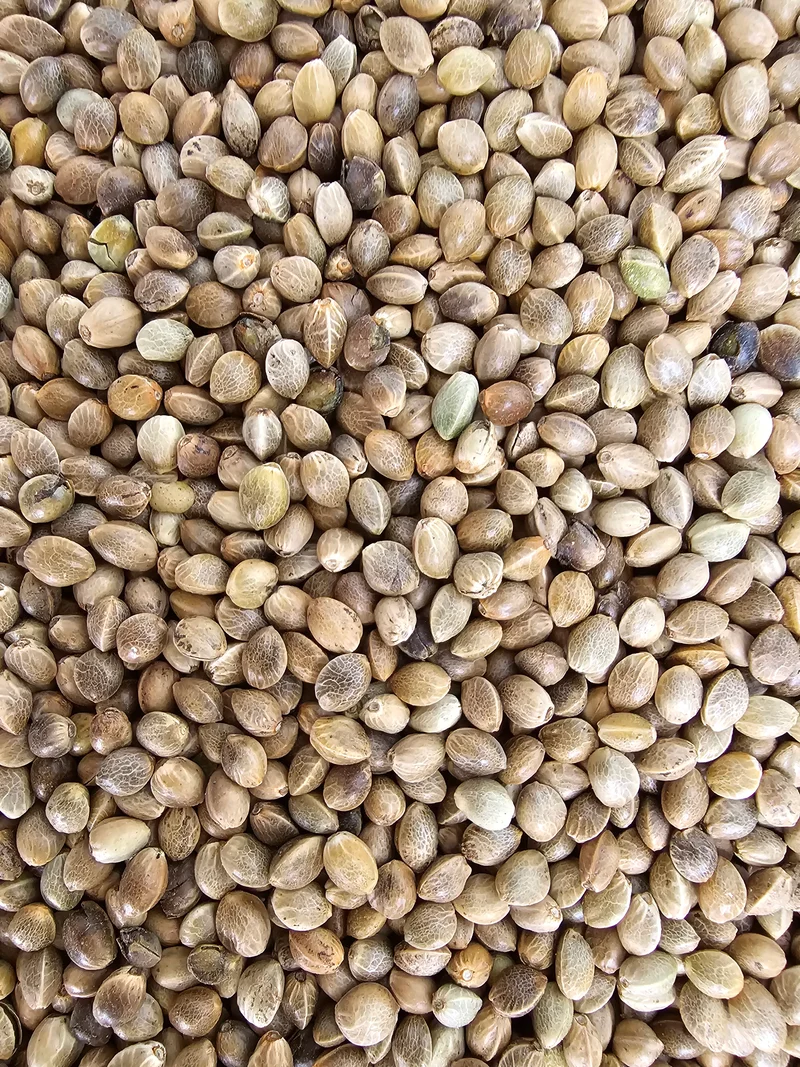 Graines de chanvre Monster Fisherman 1 kg « Taux de germination élevé » - « VADIGRAN » (pêche)