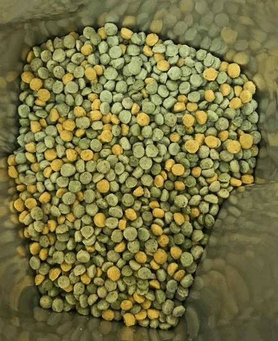 Softball Plus 250 grammes (Insectes) 29% de Protéines (Alternative aux Insectes Congelés)