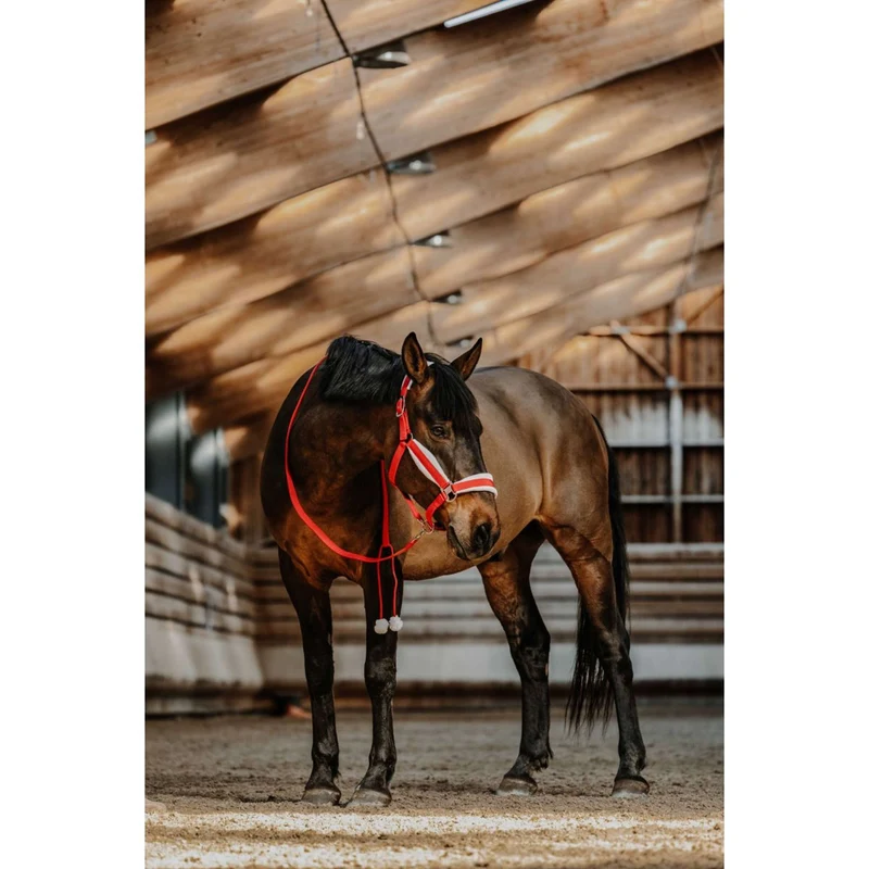 EQUITHÈME Ensemble Licol Noël Rouge