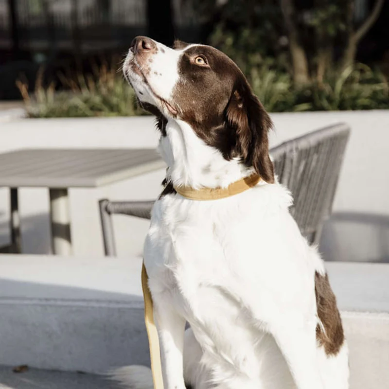 Kentucky Laisse pour Chien velours Moutarde