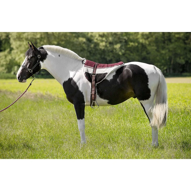 Norton Pad Sans Selle Marron/beige