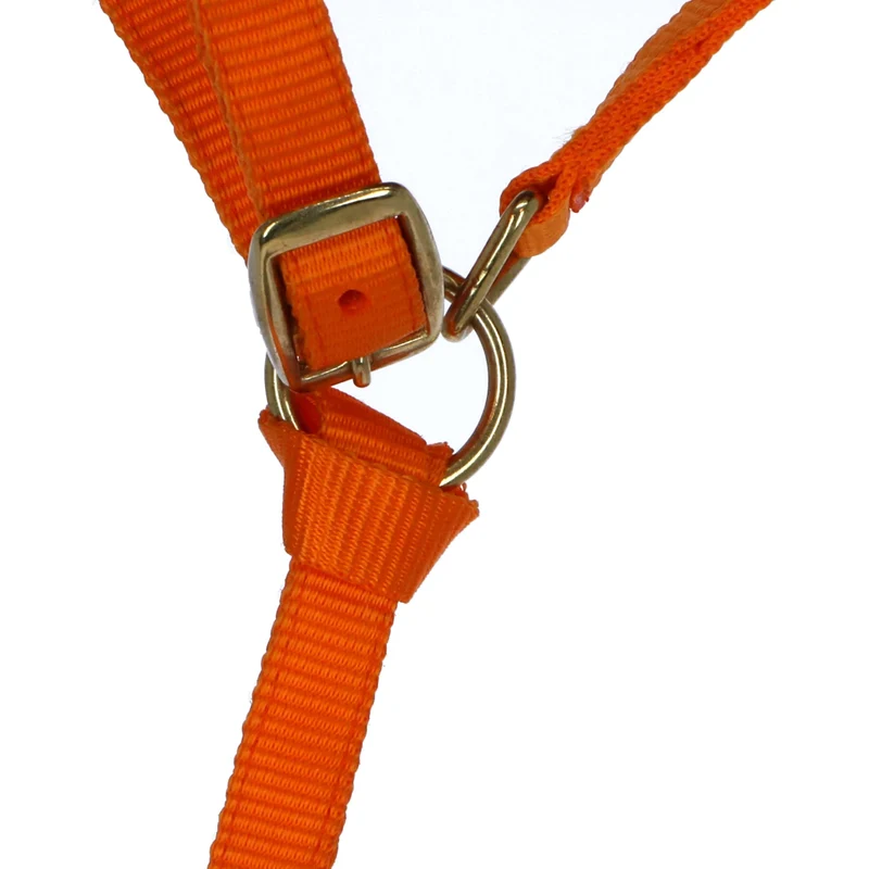 Norton Licol pour Poulain avec Ligne Orange