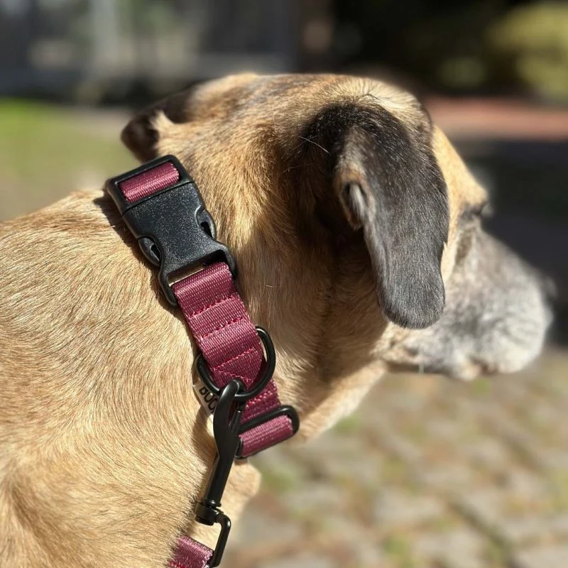Collier chien recyclé Boop the Snoop