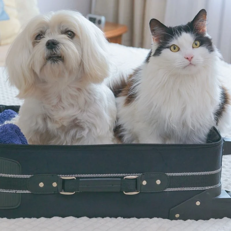 Calmant Mal des transports chien et chat - 30 cp