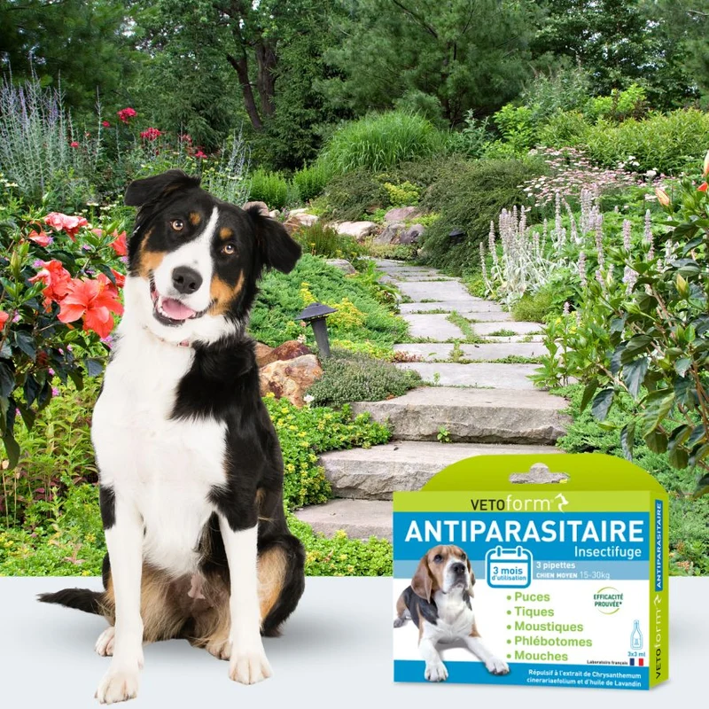 Antiparasitaire chien moyen - 3 pipettes
