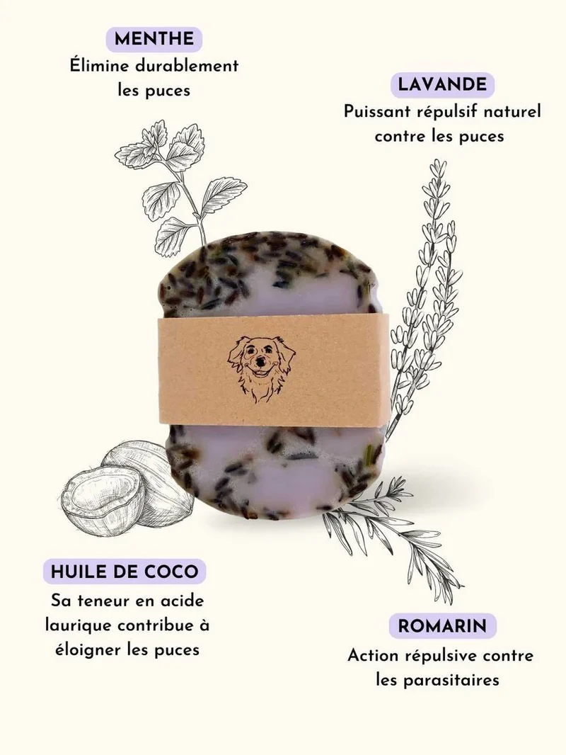 Shampoing anti-puce