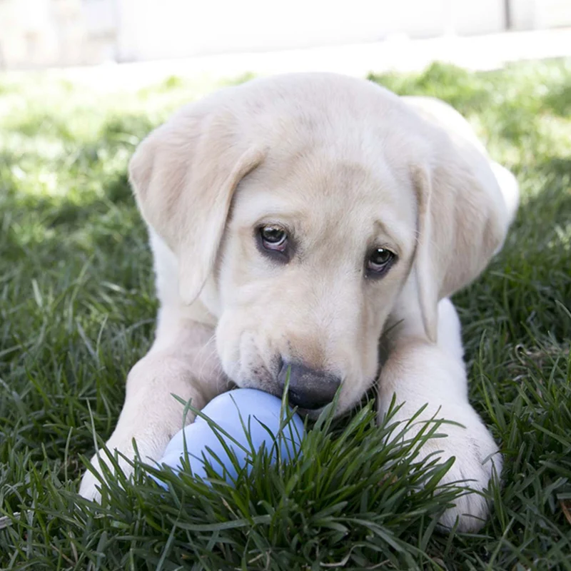 Jouet KONG Puppy