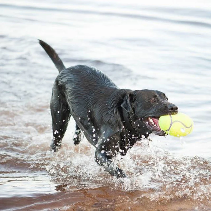 KONG Squeaker Dumbbell
