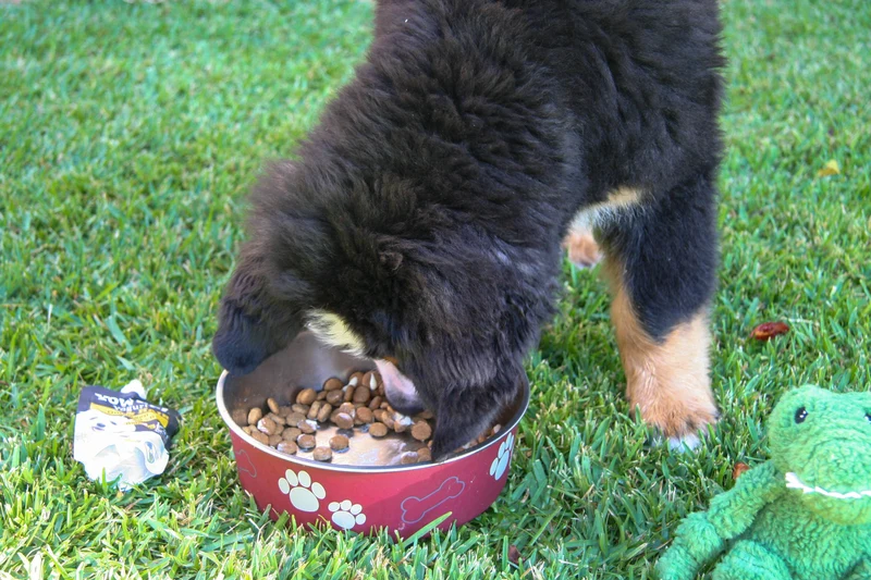 YowUp Yogurt With Prebiotics Skin & Hair Dog Wet Food Topper Salmon 115g