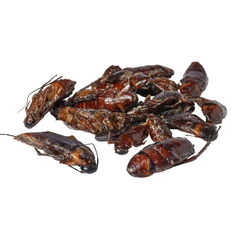 Zoo Med Can O' Cockroaches Reptile Food 1.2OZ
