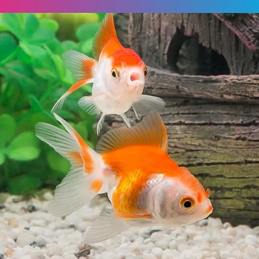 NT Labs Pro-f Fancy Goldfish Food