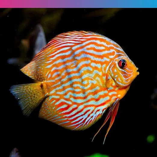NT Labs Discus Granule Fish Food
