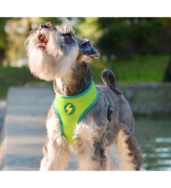 Dashi Avocado Neo Mesh Harness for Dogs