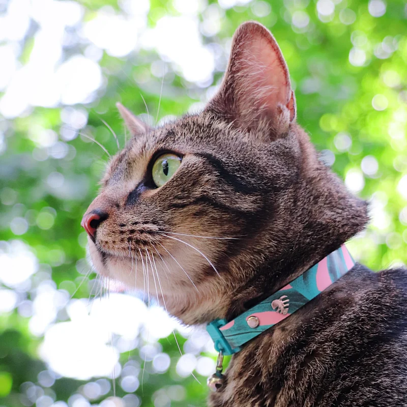 Kittyrama Monstera Botanicals Hypoallergenic Kitten Collar 14.5-18.5cm
