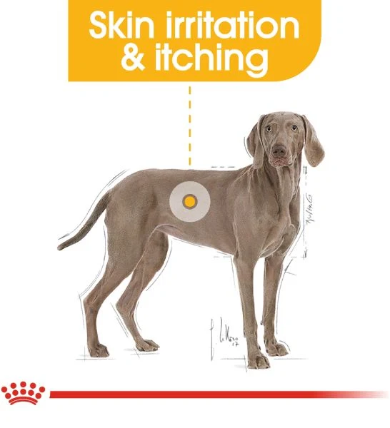 Royal Canin Maxi Adult Dermacomfort Dry Dog Food