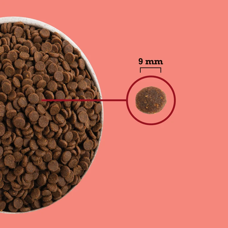 Acana Highest Protein Indoor Adult Dry Cat Food