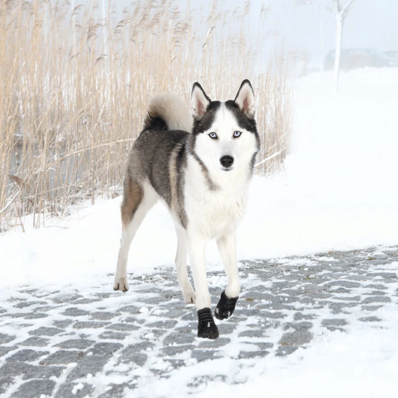 Trixie Walker Active Protective Boots 2pc-Set for Dogs