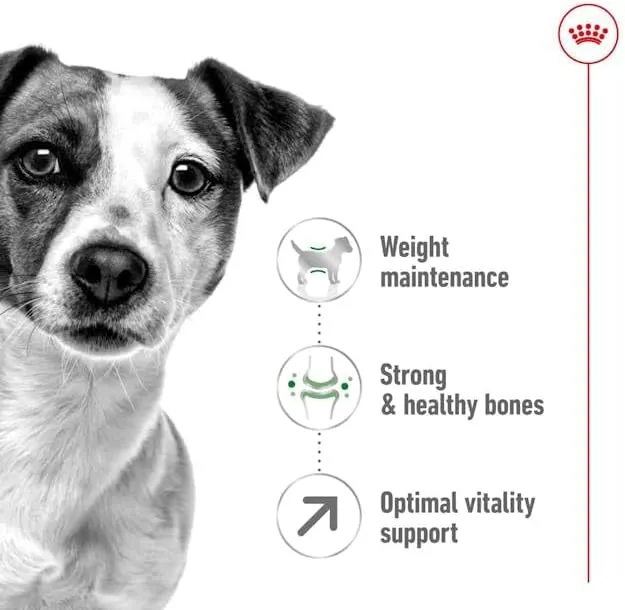 Royal Canin Mini Adult 8+ Dry Dog Food