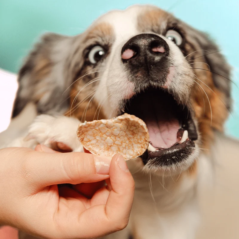 Smoofl Crunchy Mushroom & Rosemary Pops Dog Treats - 24G