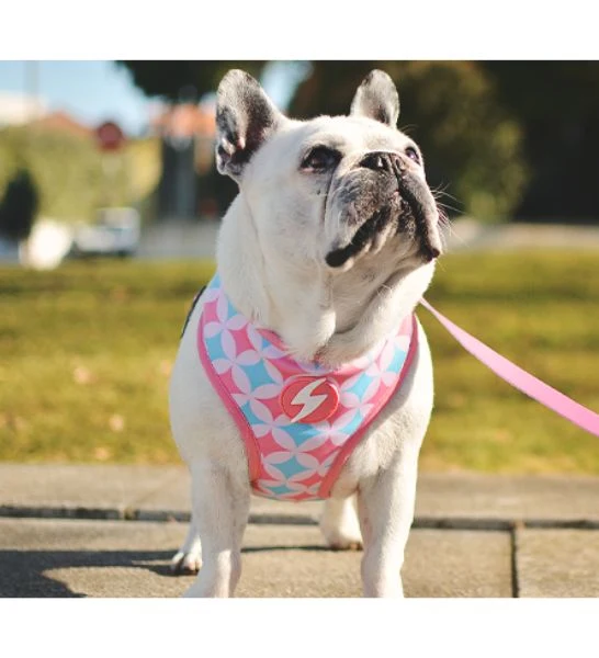 Dashi Coral Neo Mesh Harness for Dogs