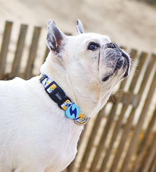 Dashi Nebula Collar for Dogs
