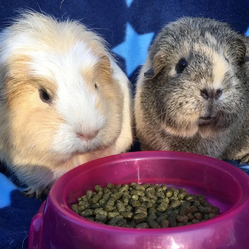 Burgess Excel Nuggets With Blackcurrant & Oregano For Adult Guinea Pig 1.5KG