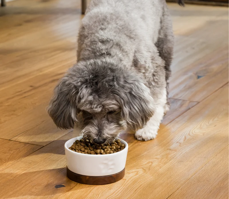 Open Farm Grain Free New Zealand Venison Dry Dog Food