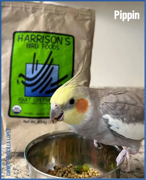Harrison's Adult Lifetime Fine Bird Food