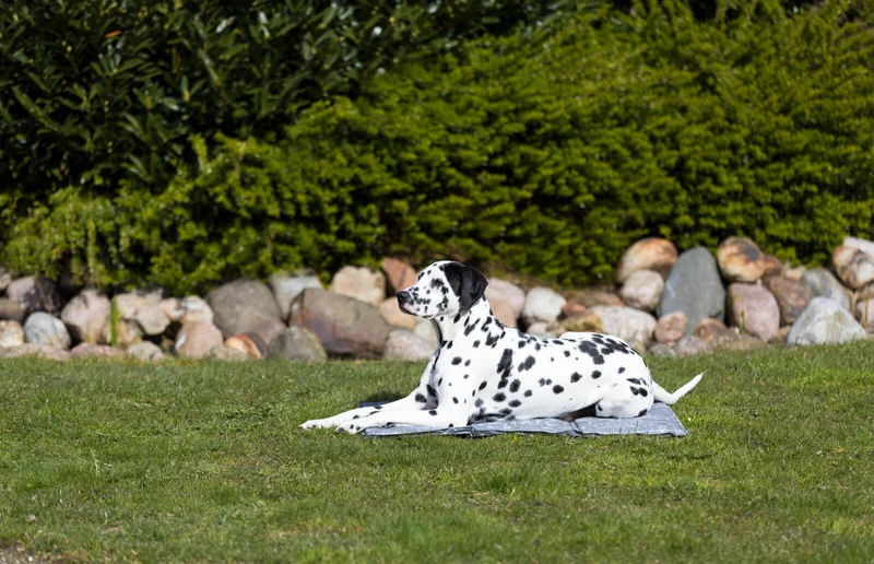 Trixie Soft Cooling Mat