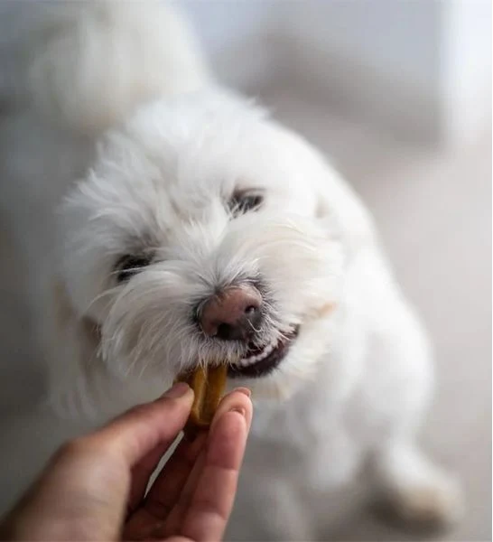Yora Pet Foods Small Dental Sticks Apple & Mint Dog Treat 56G