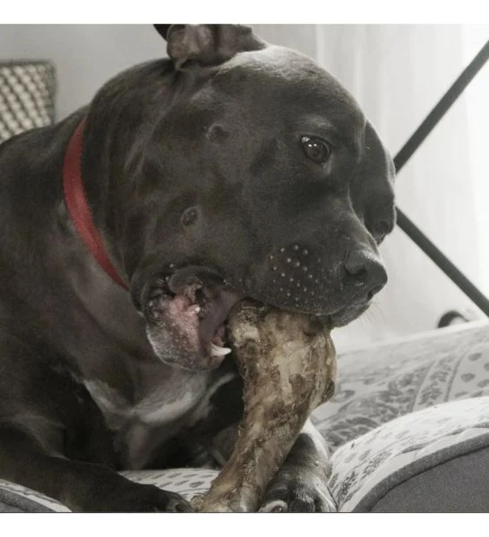 Red Barn Ham Bone X-Large Dog Treats 283G 283g