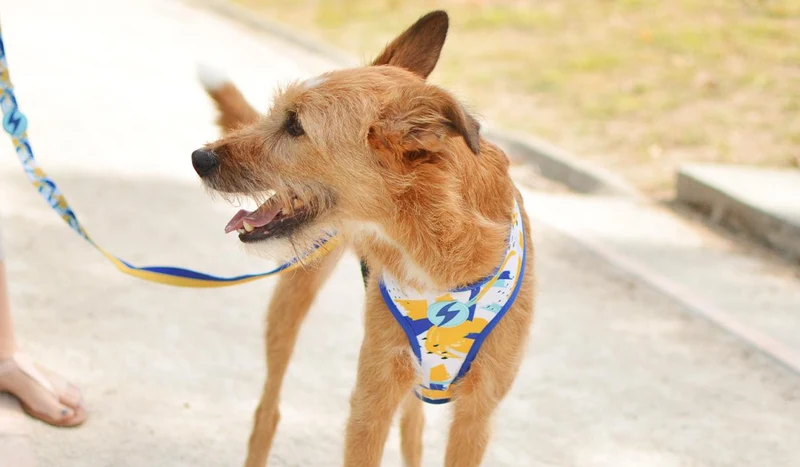 Dashi Reversible Nebula Neo Mesh Harness for Dogs