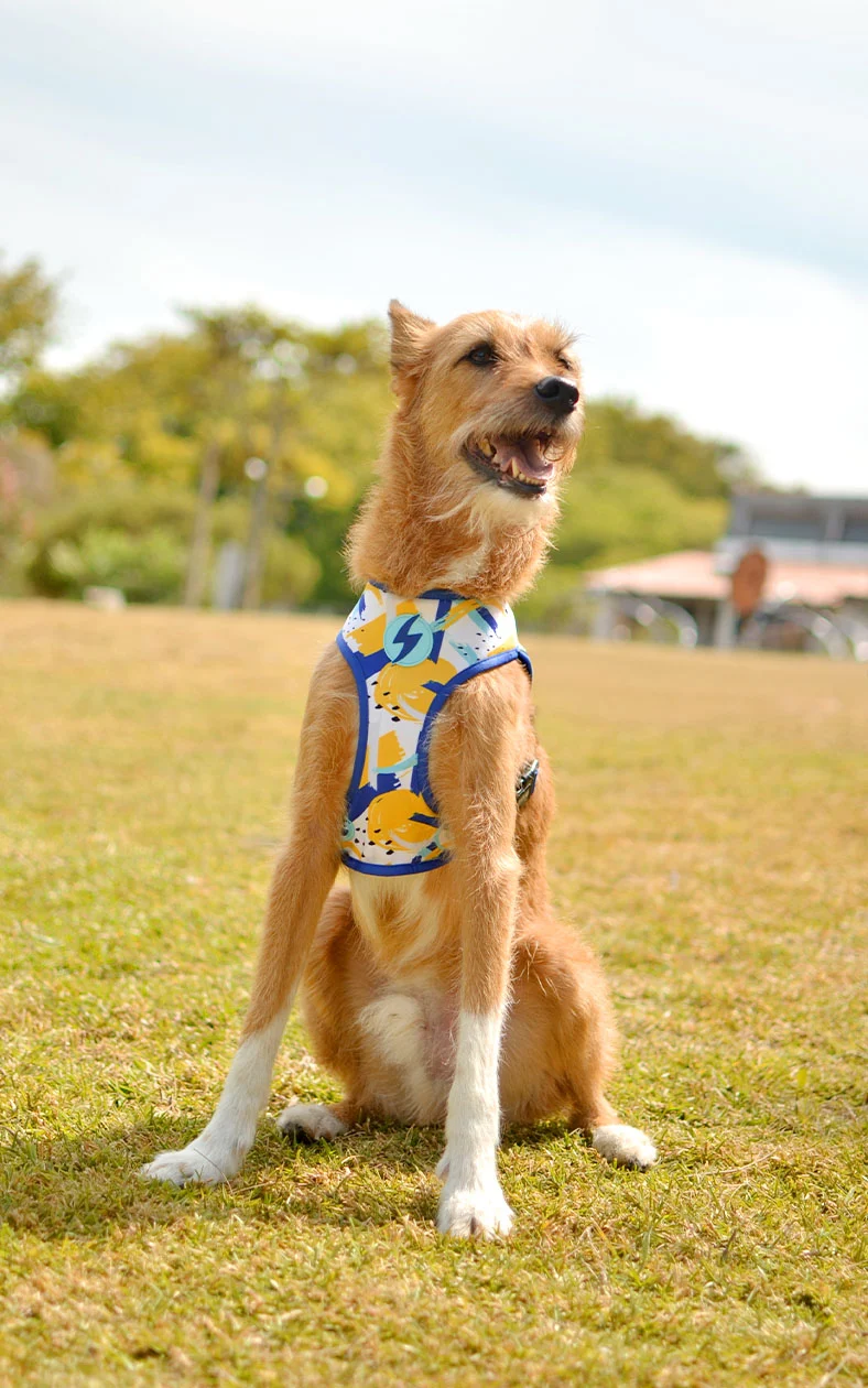 Dashi Reversible Nebula Neo Mesh Harness for Dogs