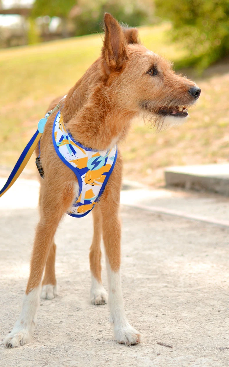 Dashi Reversible Nebula Neo Mesh Harness for Dogs