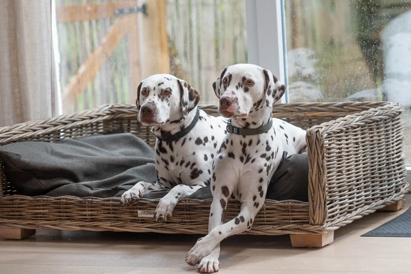 51DN Rattan Rectangular Cat & Dog Bed Basket With Cushion