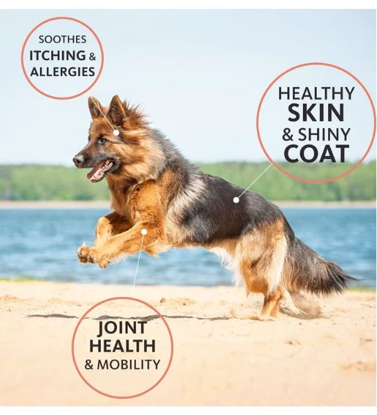 Brilliant Salmon Oil Food Supplement for Dogs and Cats 300ml