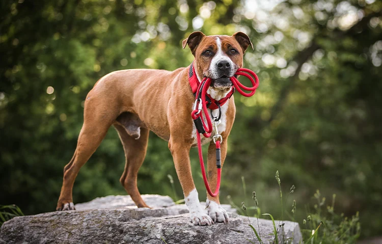 Tamer SOFTY Perforated Foam & Light Collar For Dogs