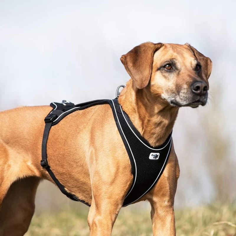 Curli Belka Comfort Adjustable Harness With Padded Buckles For Dogs