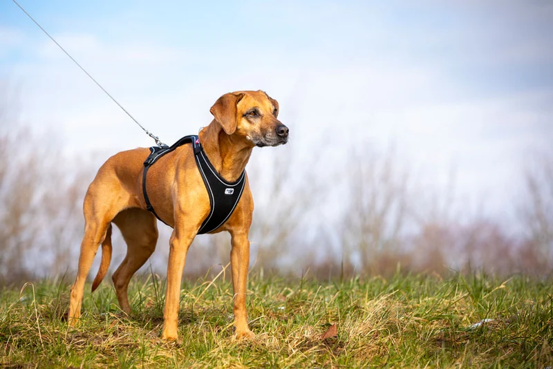 Curli Belka Comfort Adjustable Harness With Padded Buckles For Dogs