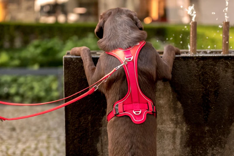 Curli Belka Comfort Adjustable Harness With Padded Buckles For Dogs