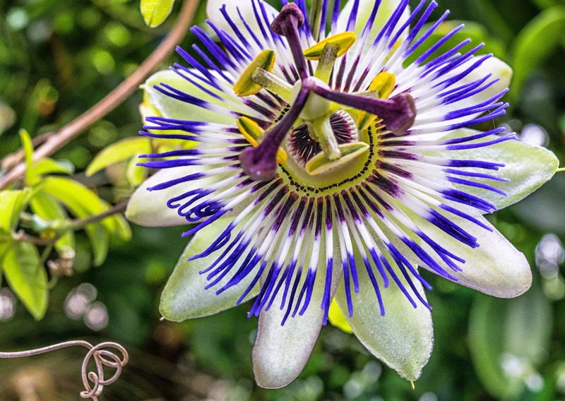 Passiflore - Extrait bio