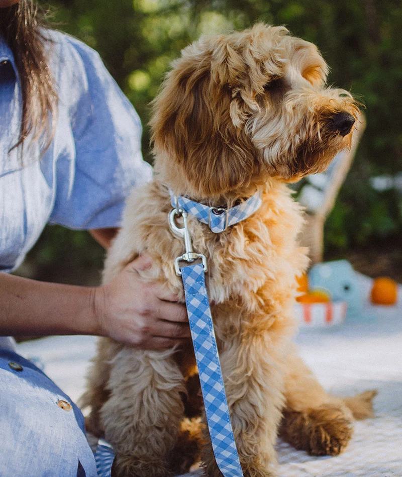 Laisse pour Chien Llafranch – Brott Barcelona