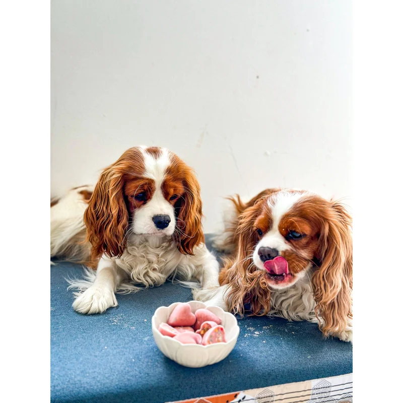 Préparation Glace pour Chien & Chat | Cooka's Cookies 💥 -20%