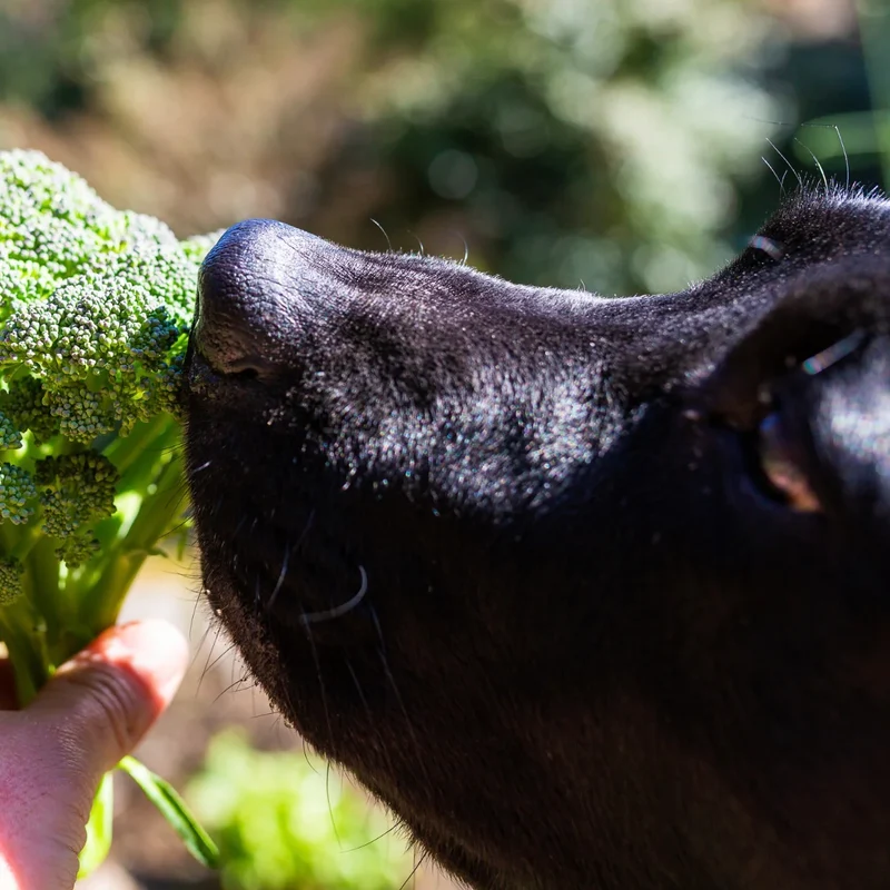 Flocons de Brocoli pour Chien | Cooka's Cookies